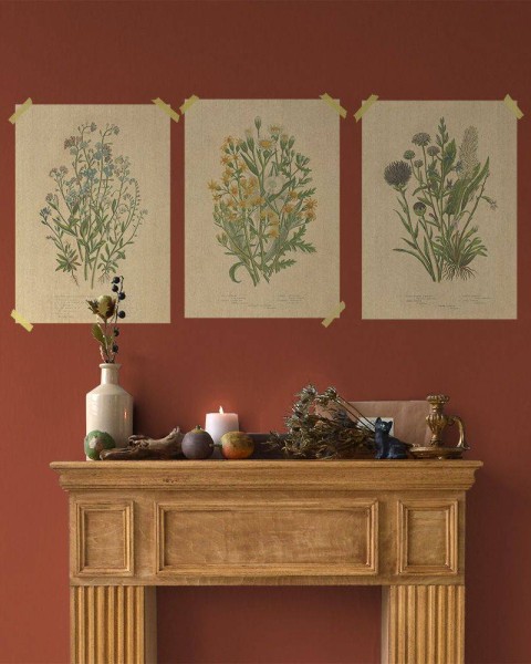 Flax Art Poster | Encyclopedia Wildflower D | FWP-AP-EN1D